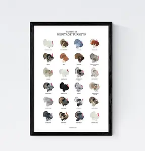 Heritage Turkey Varieties Chart Poster, Vintage Farmhouse Kitchen Wall Art, Rustic Poultry Illustration Print