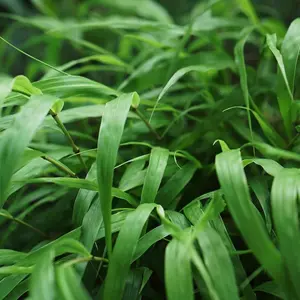 Common Japanese Forest Grass