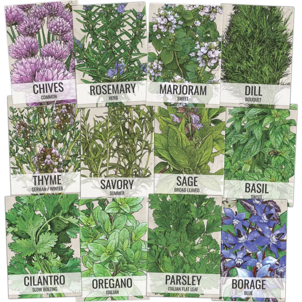 Seed Needs 12 Pack Herb Seeds Variety Collection - Heirloom & Non GMO Seed Packets