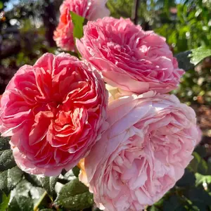 Rose【Music Hall| Chippendale】- 1.5Gal OwnRoot LivePlant| Ali Man| Duchess of Cornwall| | Floribunda Rose| Redolent