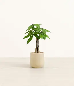 Money Tree