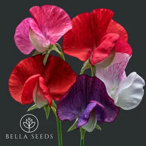 Sweet Incense Mix, 10 Seeds