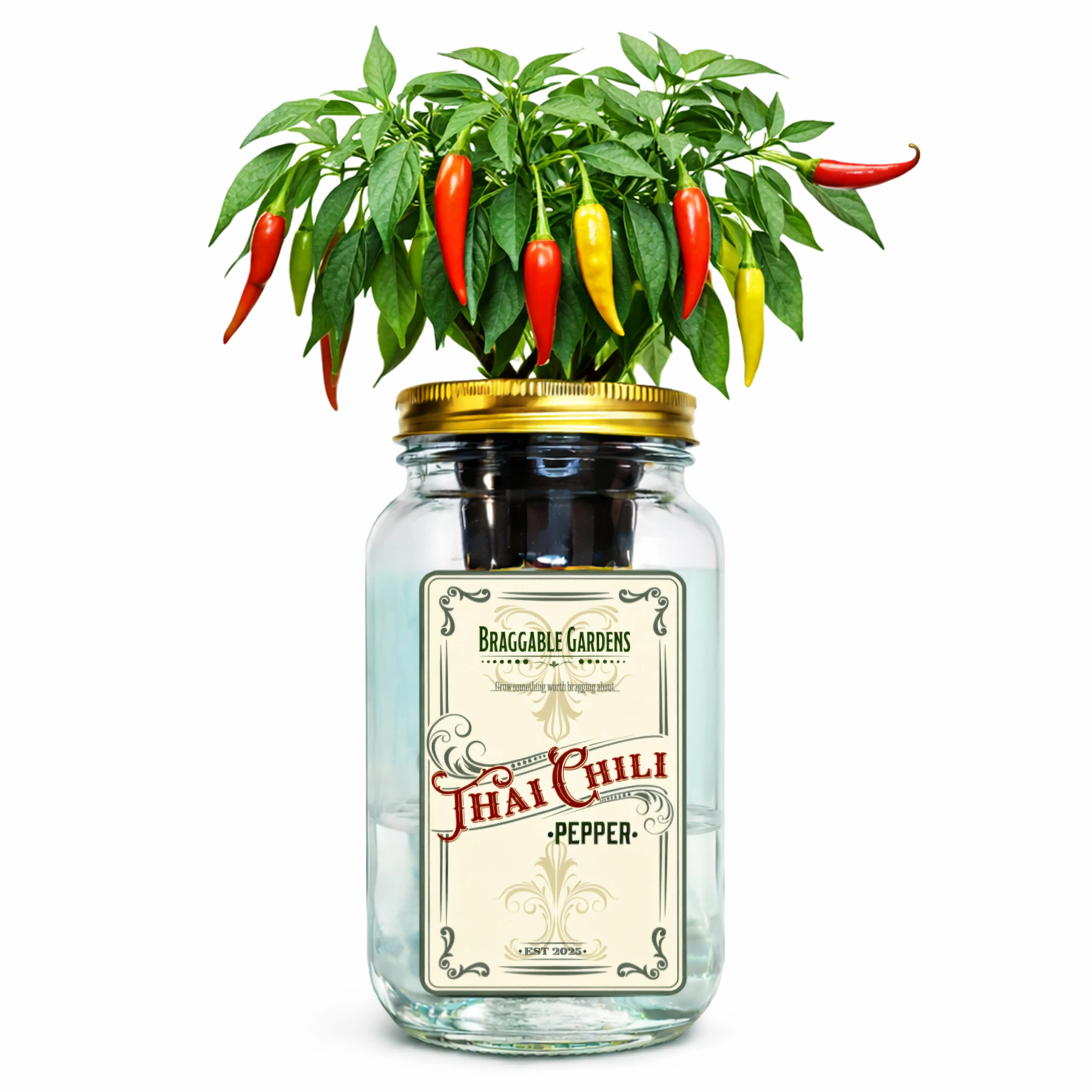 Braggable Gardens Mason Jar Hydroponic Thai Chili Pepper Grow Kit – Indoor Countertop Garden – Grow Fresh Spicy Peppers at Home – Self Watering Jar Planter with Nutrients & Seeds