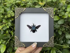 Vibrant Metallic Blue Carpenter Bee Framed Shadow Box Display, Dark Academia Gothic Wall Art, Unique Nature Inspired Gift, Curiosities Cabinet Decor, Whimsigoth Room Aesthetic, Vintage Style Home Gallery Wall Hanging