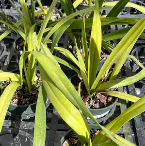 Encyclia thienii ' Indanza'