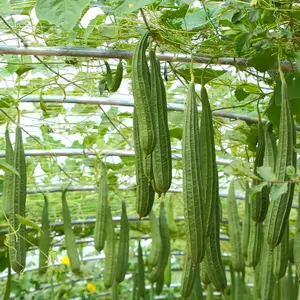 50 Seeds/Pack Luffa Seeds For Planting, Planting Your Outdoor & Indoor Home Seed Garden