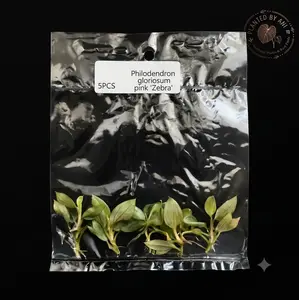 5-Pack Philodendron Gloriosum 'Pink Zebra' Multi-Flask