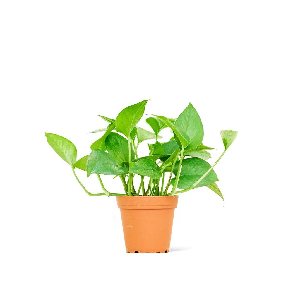 Pothos 'Jade', Small
