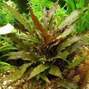 Cryptocoryne Wendtii (Red) Low Tech Aquarium Plant - Hardy, Adaptable, Minimal Maintenance, Attractive Leaves, Low Light Requirements