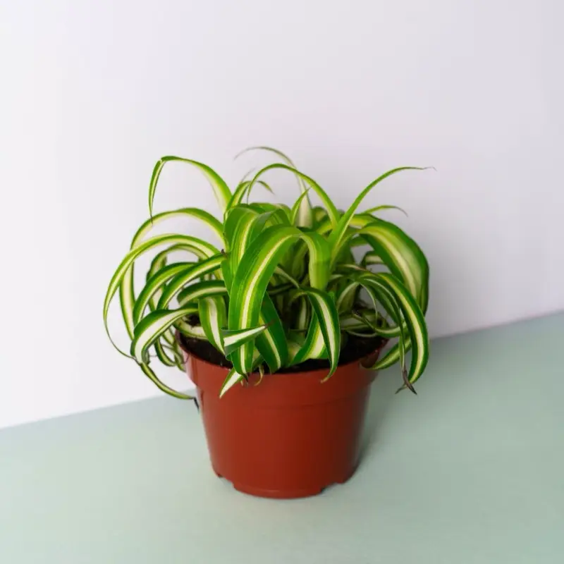 Spider Bonnie Plant - 4 Inch