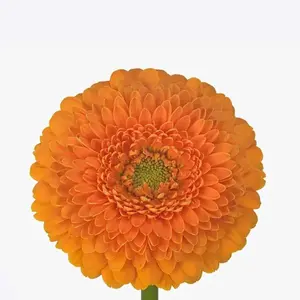 Mini Gerber Pomponi Fanta - 60 Stem Bunch