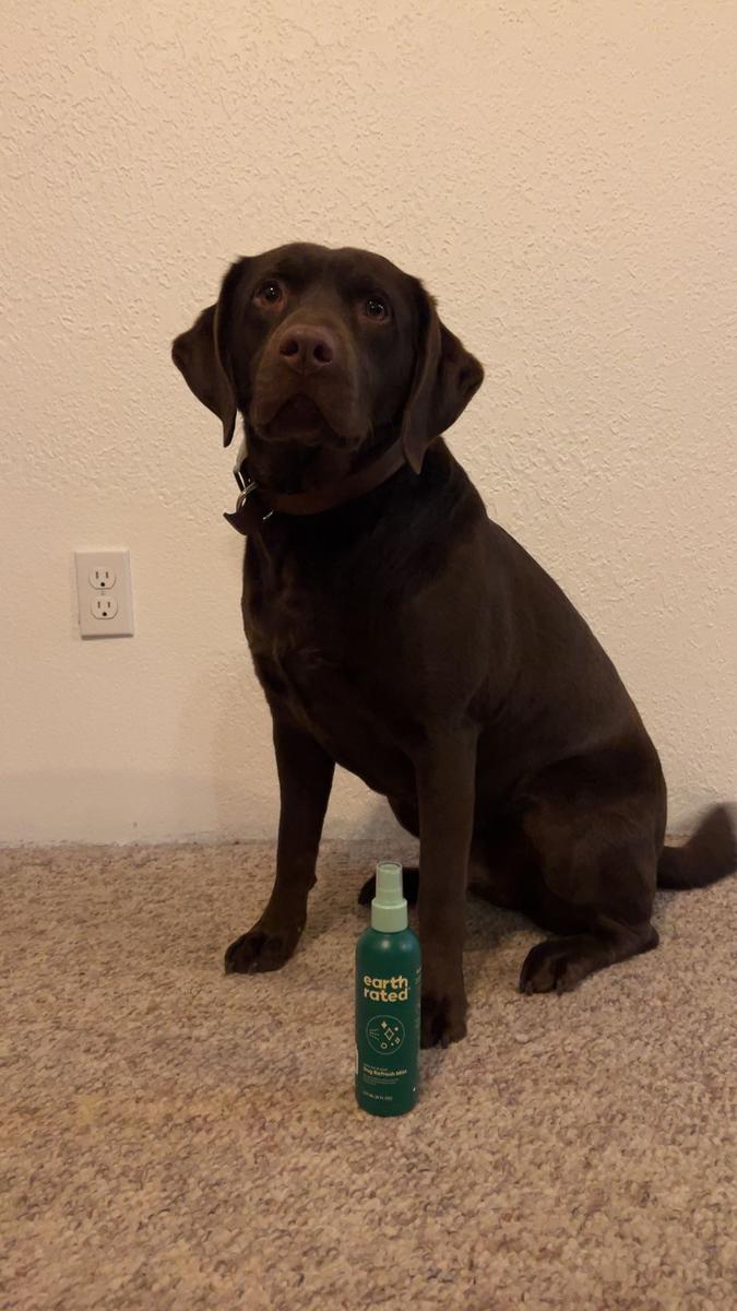 Item: White Tea & Basil, 8 Fl Oz (Pack of 1), Modern