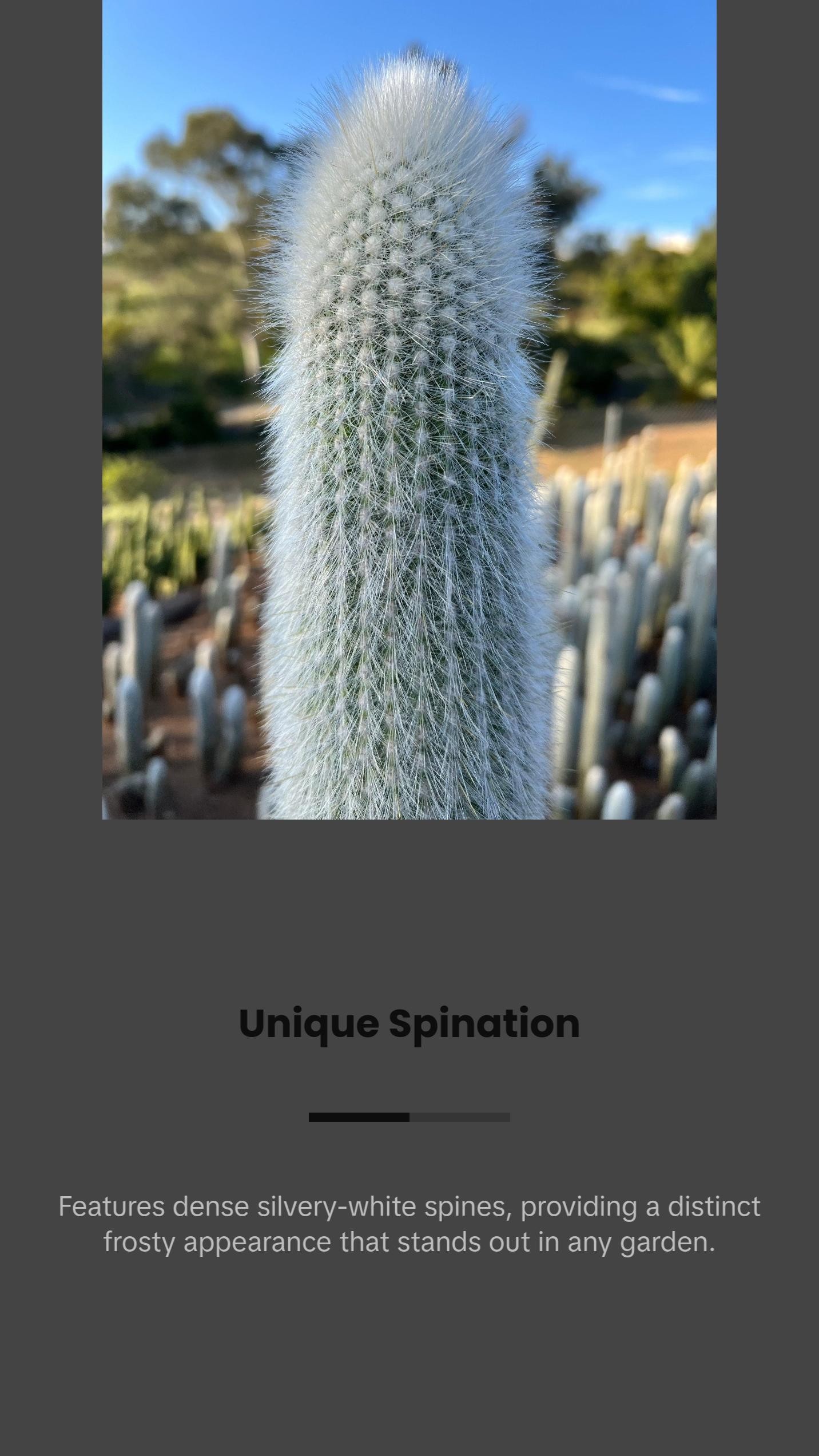 Silver Torch Cactus - Cleistocactus Strausii