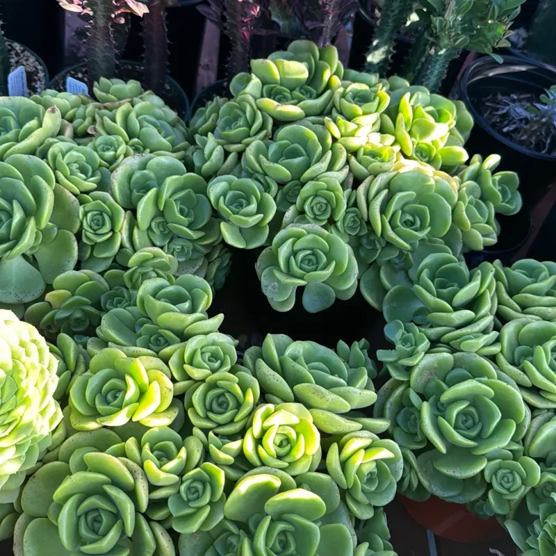 8 in aeonium lilypad plant