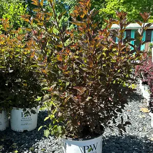 Proven Winners Physocarpus Opulifolius 'Summer Wine' Easy Care Drought Tolerant Shrub with Deep Purple Burgundy Foliage & Soft Pink White Flowers