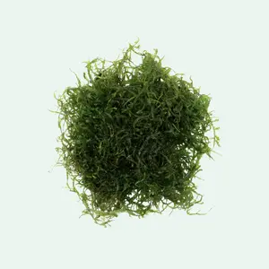 Java Moss Java Moss