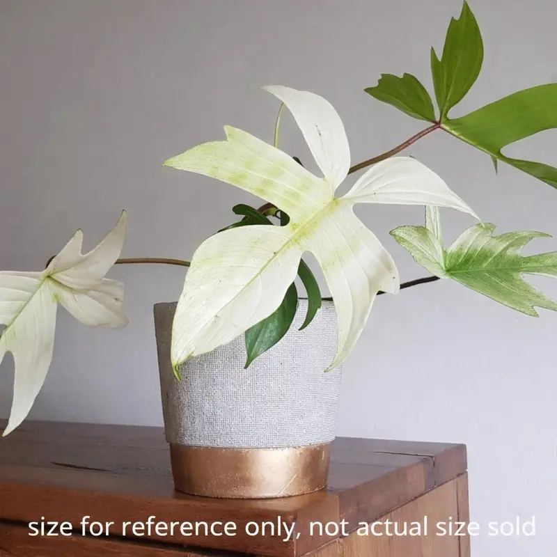 Florida Ghost Philodendron Tissue Culture Plant | Growers Choice