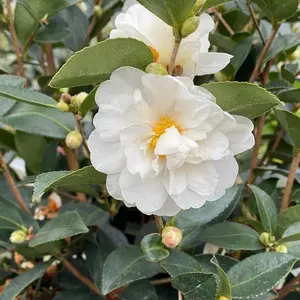 Just Chill™ Double White Camellia