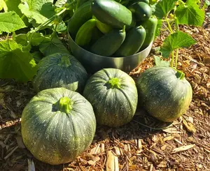 TomorrowSeeds - Round Zucchini Squash Seeds -  Eight 8 Ball Ronde Rondini Summer Squash Patty Pan Courgette Bush Vegetable Seed For 2024 Season