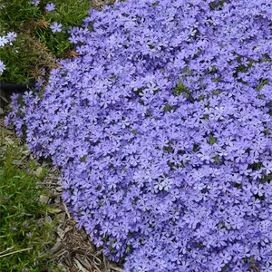 Violet Pinwheels Creeping Phlox