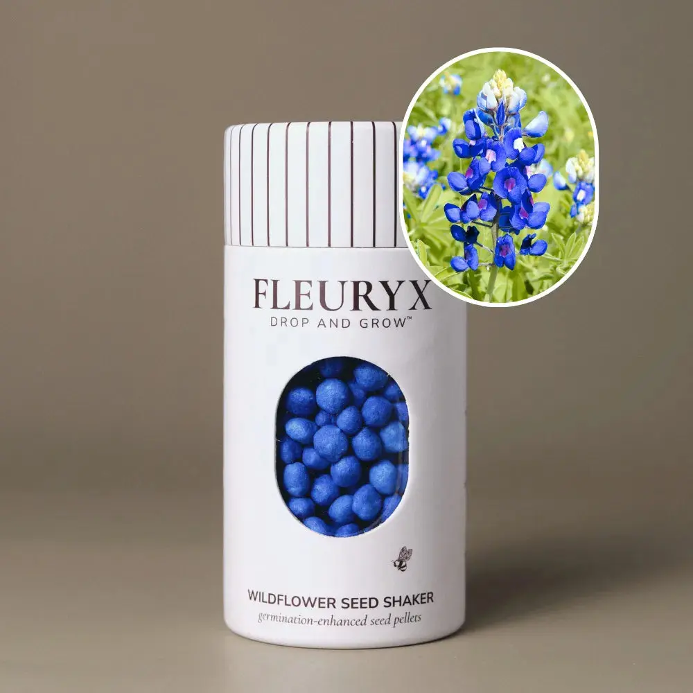 Texas Bluebonnet (Lupinus texensis)