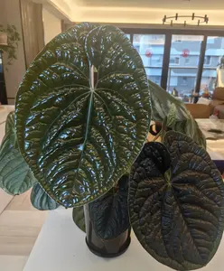 Rare Anthurium Luxurians Live Plant 2-Inch Pot | Quilted Bullate Anthurium Collector Plant