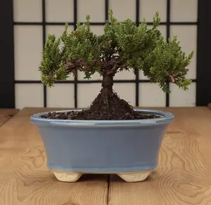 Glazed Ceramic Bonsai Pot | Decorative Planter for Dwarf Trees Succulents Small Plants | Light Blue Small Container for Indoor Outdoor Gardens Table Centerpieces Windowsill Décor