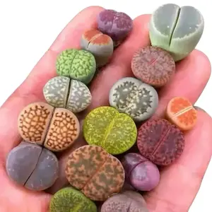 Lithops Succulents, containing 12 plants, are large, plump and creative-looking succulent plants,They are suitable for decorating desktops and homes as green plants, and are extremely easy to care for.