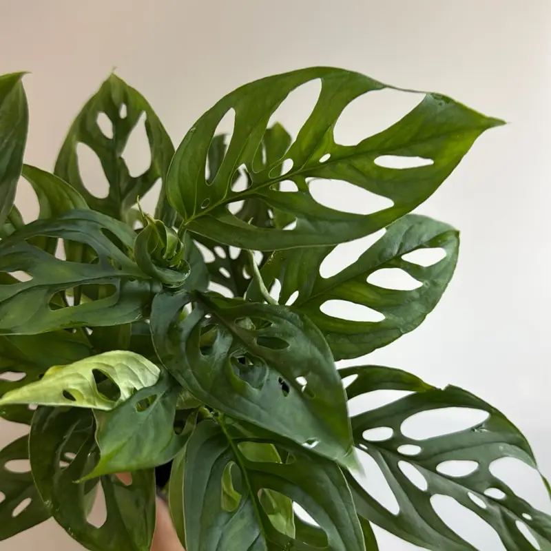 Monstera Adansonii Swiss Cheese 4" Pot Garden Interior Plant for Indirect Bright Light Water When Top 2" Dry