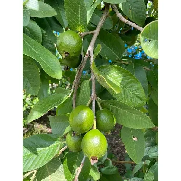 D-R-D GUAVA LEAVES