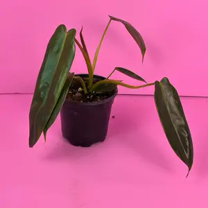 RARE Philodendron Spiritus Sancti 4” | Collector Philodendron