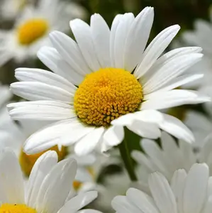 TomorrowSeeds - Shasta Daisy Flower Seeds -  USA Garden Perennial Susan Sunflower Sun White Summer Yellow Seed for Non GMO 2024 Season