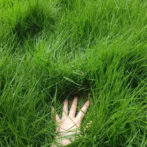 3000 Pcs Shade Tolerant Grass Seeds For Problem Areas Garden Low Maintenance Ground Cover Grows In Sun Or Partial Shade