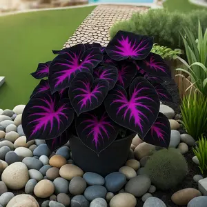 Hosta Seeds 1000 Pack - Perfect for Beginners, Low Maintenance Perennials for Shade Gardens, All Seasons, Easy to Grow, Versatile for Various Settings