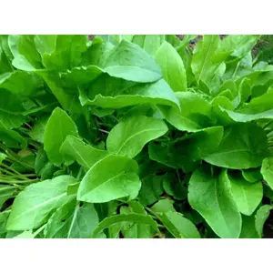 French Sorrel - 400+ seeds