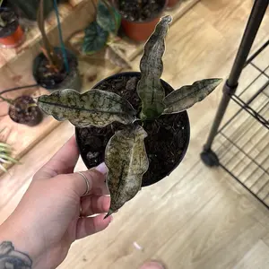 snake plant copper tone