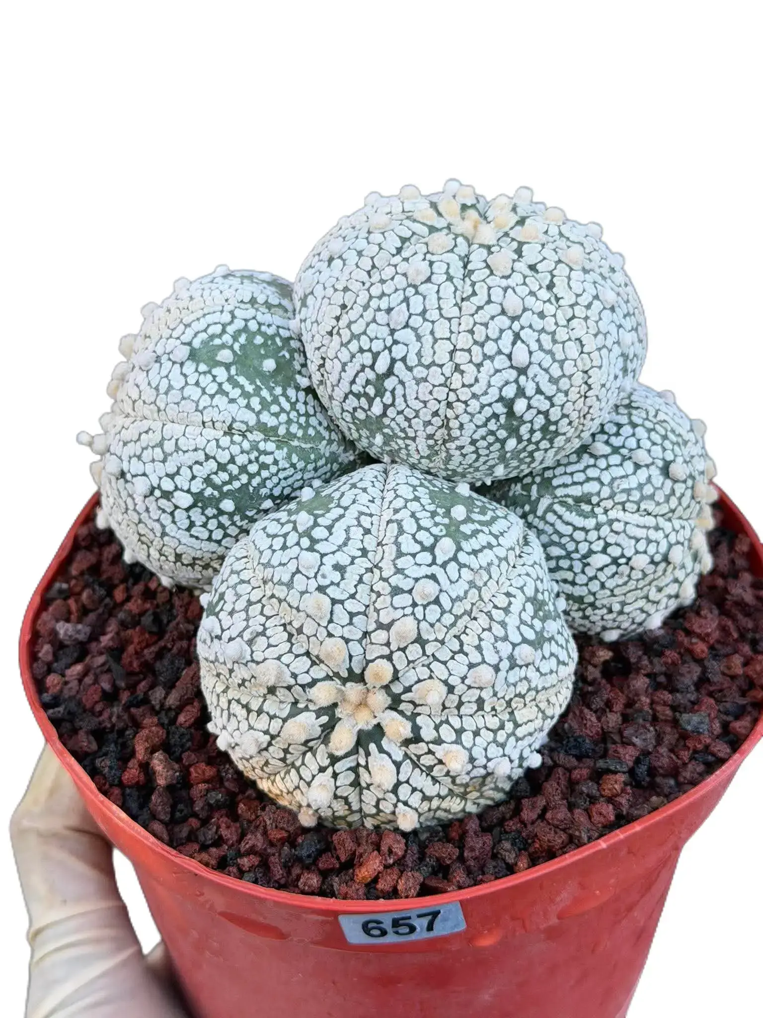 Astrophytum Asterias Cluster – Rare Seed-Grown Cactus Live Plant #657
