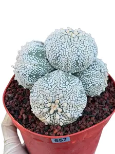 Astrophytum Asterias Cluster – Rare Seed-Grown Cactus Live Plant