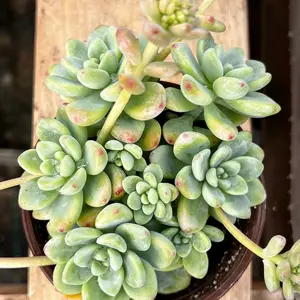 Sedum Clavatum, Tiscalatengo Gorge, Floral Succulent, Rock Garden Plant, Live Plant in 4'' pot