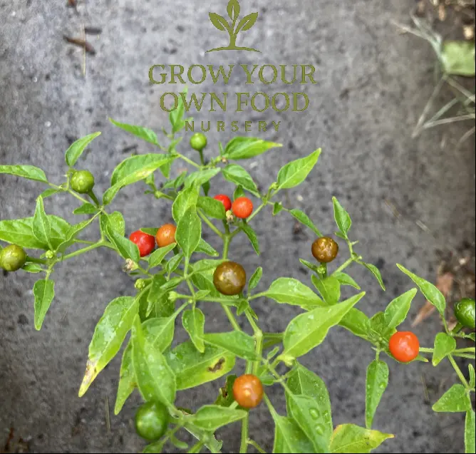 Heirloom Non-GMO Organic Chiltepin Cherry Hot Pepper Vine - Bearing Size, Upward-Pointing Small Fruit, Long-Lasting Perennial, Fiery Flavor, Full Sun Garden Plant Vine Fruit