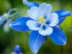 1,000+ Blue Colorado Columbine Flower Seeds, Non-GMO