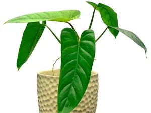 Philodendron deflexum - seedling