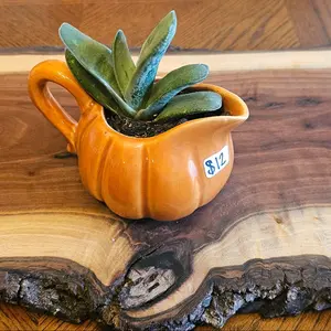 Succulent in Unique Pots with Drainage Holes - Ideal for Indoor Gardening