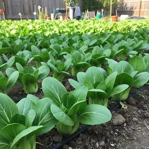 1000 green Bok Choy Seeds Brassica Rapa Chinese Cabbage Variety Non-GMO Heirloom Fast-Growing Cool-Season Vegetable for Outdoor or Greenhouse Gardening Vibrant Green Foliage Easy to Grow