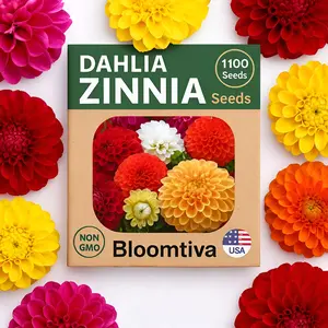 Dahlia Zinnia Seeds Bulk – 1100 Heirloom Zinnia Seeds for Planting Outdoors - Mixed Colors & Large Blooms for Gardens - High Germination (Zinnia elegans)