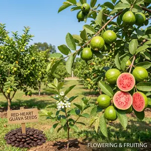 250pcs Organic Tropical Strawberry Pink Guava Fruit Seeds - Exotic Flavor Medley, Privacy-Enhancing Garden Supplies for Home Improvement
