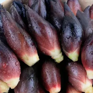 Myoga Ginger Seeds for Planting, Non-GMO High Germination Heirloom Vegetable Seeds for Indoor Outdoor Garden
