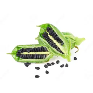 500+ Heirloom Black Sesame Seeds for Cultivating Lush Garden Plants - Kurogoma Sesame Garden Seeds