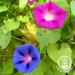Morning Glory Seeds - Mixed Colors Morning Glory Seeds - Mixed Colors