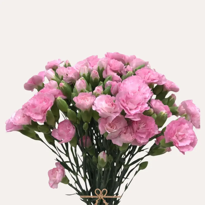 Pink Pigeon Mini Carnations 150 Stems 60cm Spray Carnation 3-4 Blooms per Stem Long Vase Life 8 Days Superior Quality Sturdy Stems